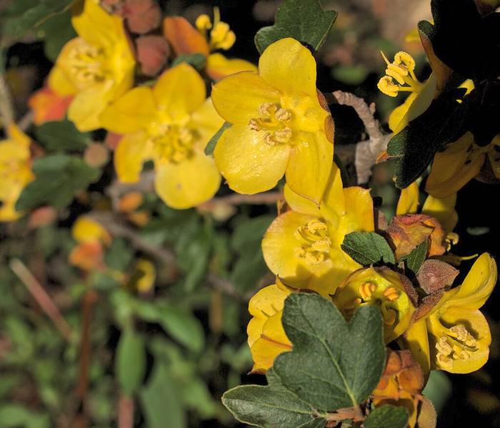   (Fremontodendron californicum),   