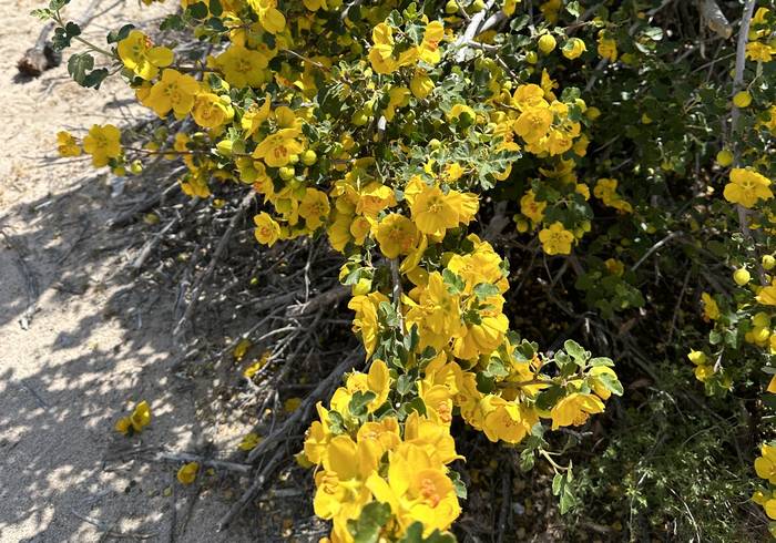   (Fremontodendron californicum),   