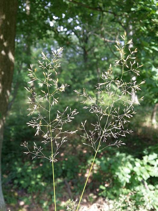   (Agrostis capillaris),   