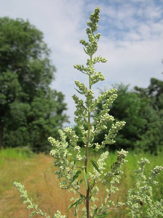   (Artemisia vulgaris),   
