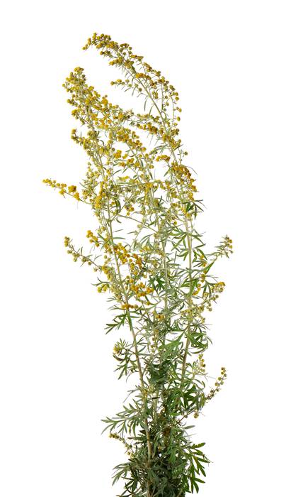   (Artemisia vulgaris),   
