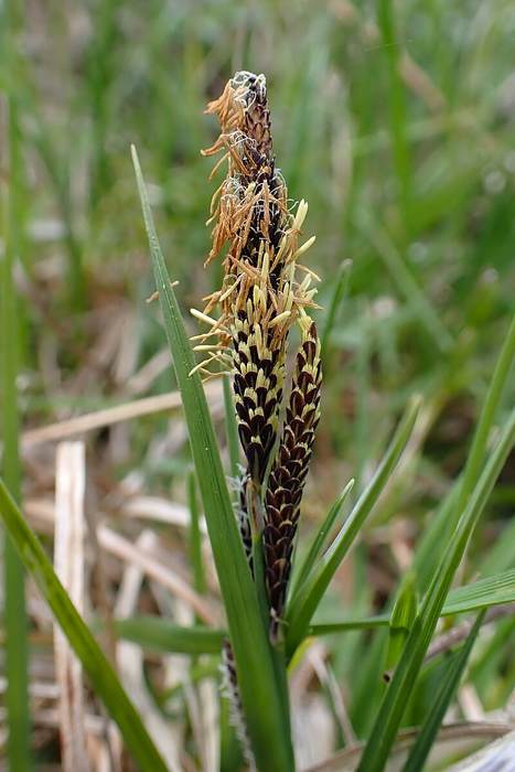   (Carex acuta),   