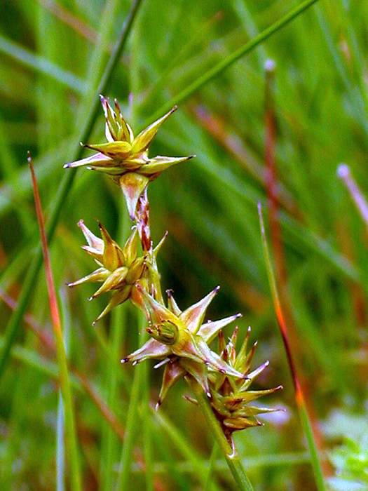  - (Carex echinata),   