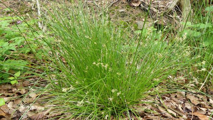   (Carex muricata),   