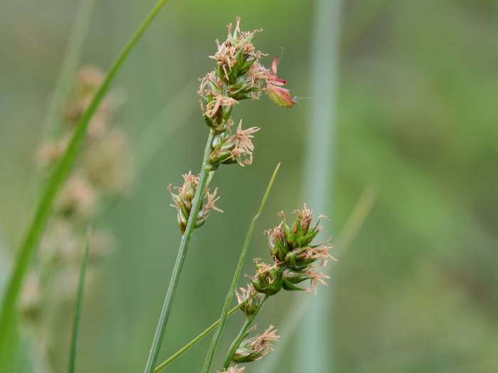   (Carex muricata),   