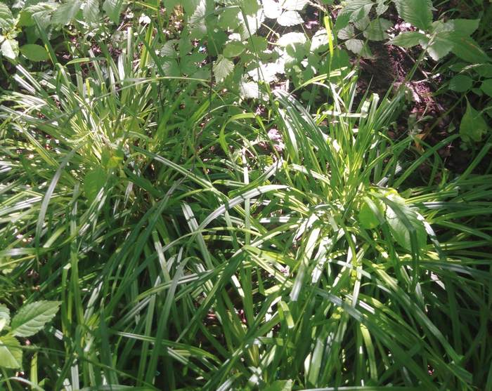   (Carex pilosa),   