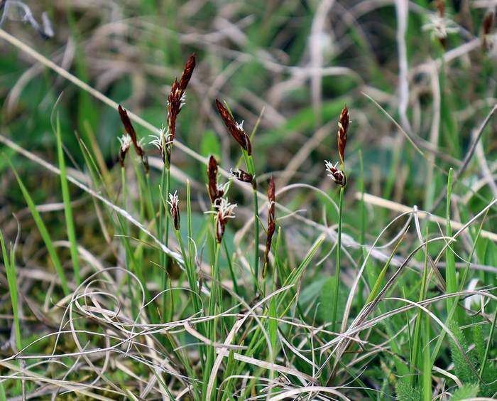   (Carex supina),   