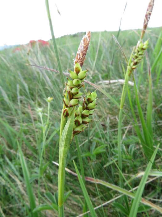   (Carex vaginata),   