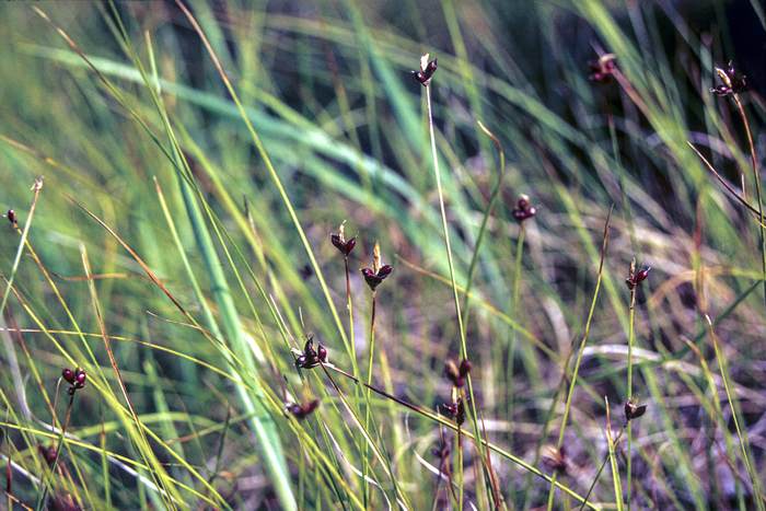   (Carex obtusata),   