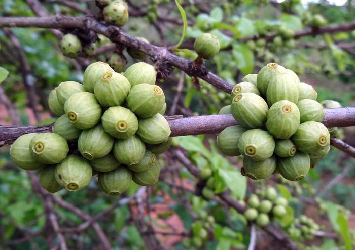   (Coffea racemosa),   