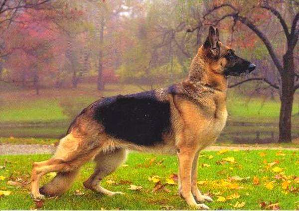 Немецкая овчарка, фото породы собак фотография картинка
