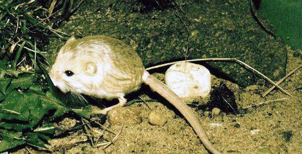 Тушканчик Козлова (Salpingotus kozlovi), фото грызуны фотография животные