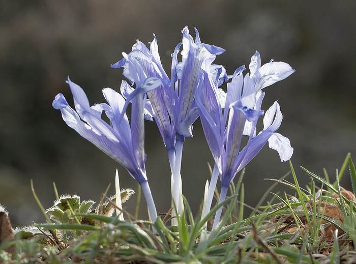   (Iris reticulata),   