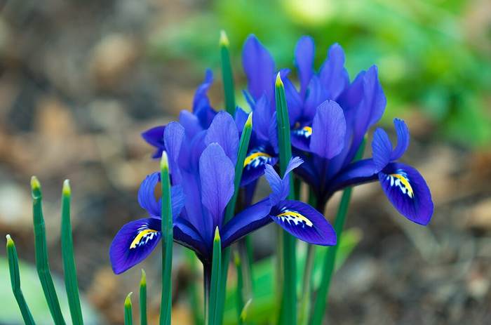   (Iris reticulata),   