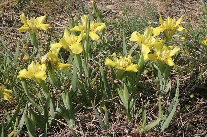   (Iris humilis),   