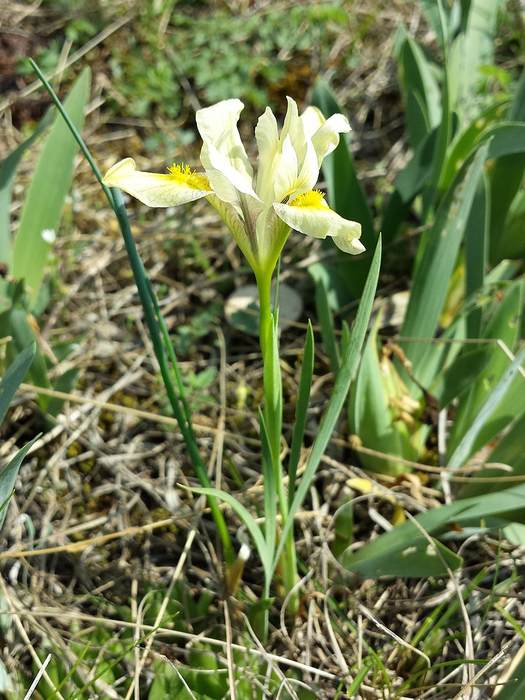   (Iris humilis),   