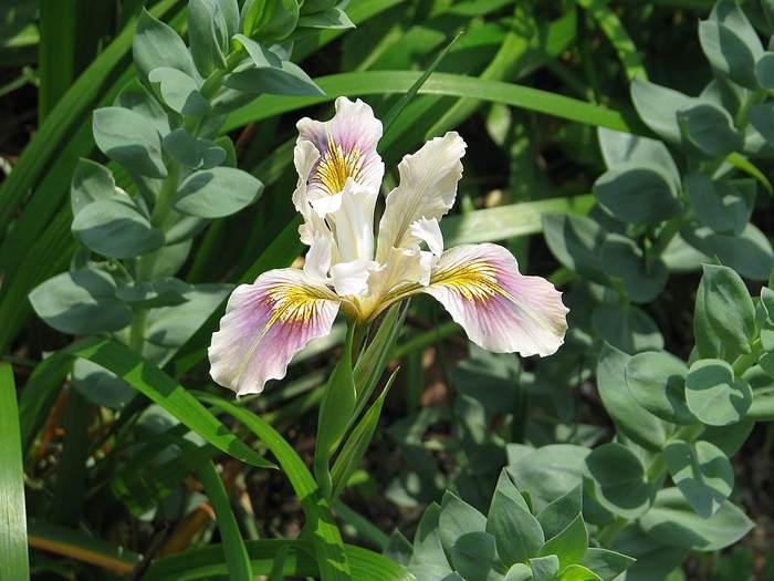   (Iris hybrida),   