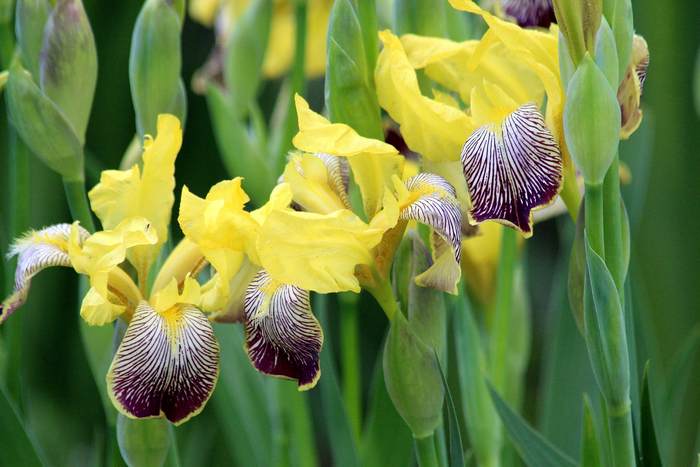   (Iris hybrida),   