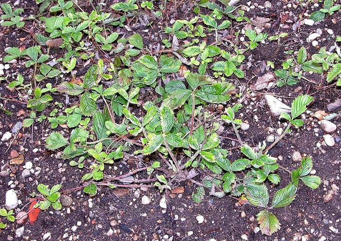   (Fragaria viridis),   