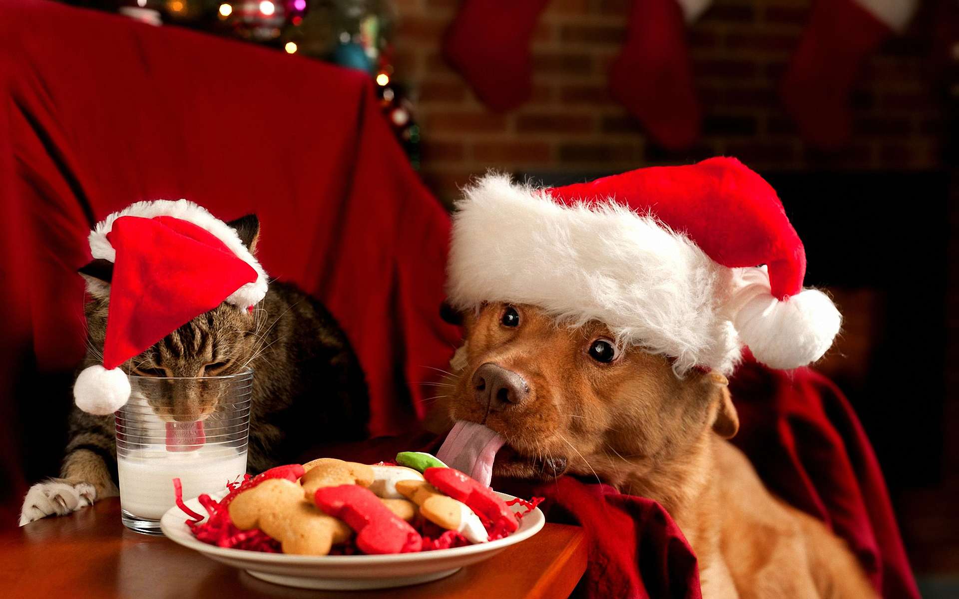 Собака и кошка едят угощение фото, Собака и кошка едят рождественское угоще...