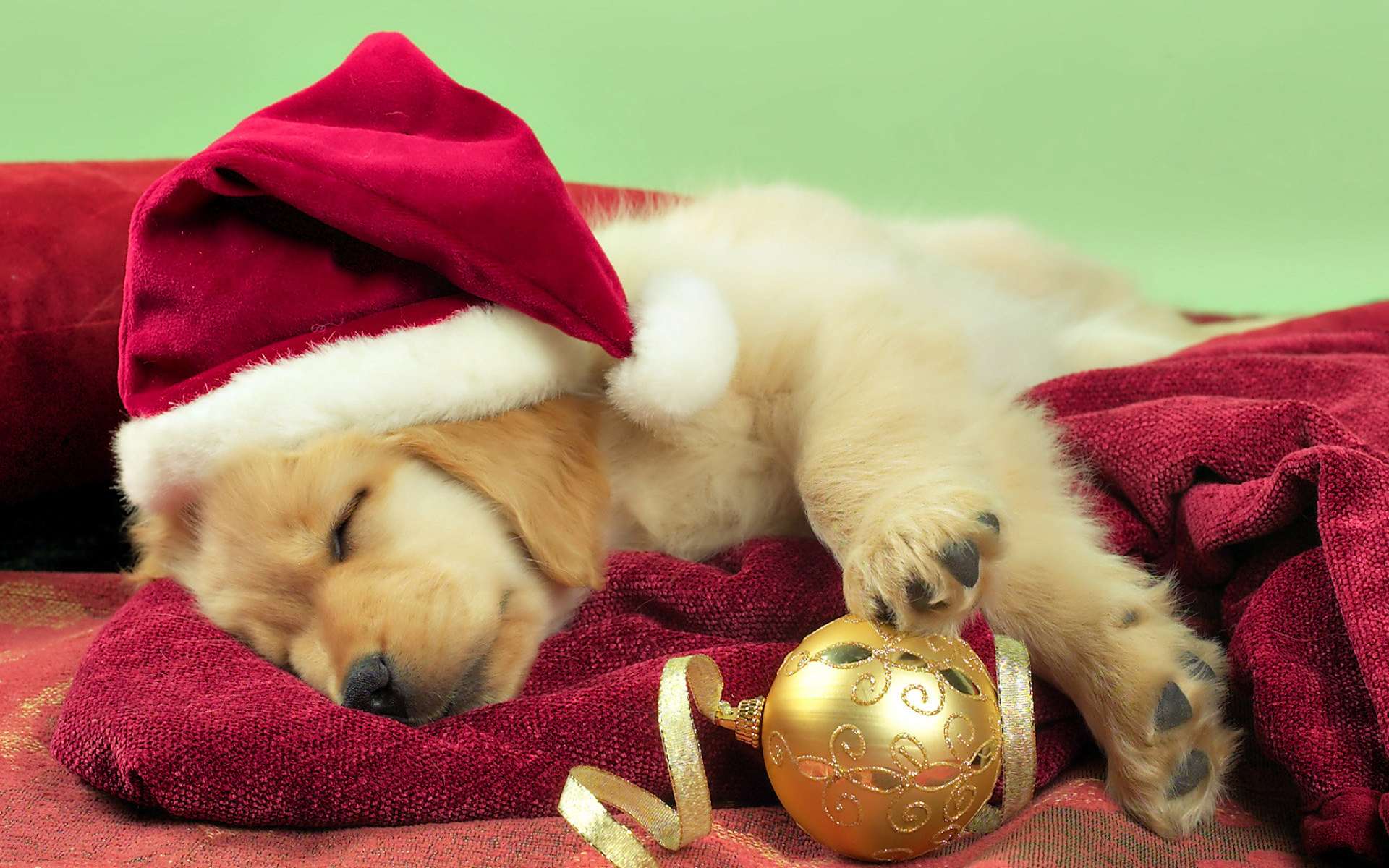 Спящий щенок золотистого ретривера, фото фотография картинка обои
