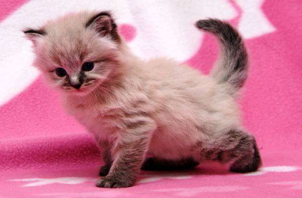 Сибирский котенок, фото вопросы о кошках фотография ответы