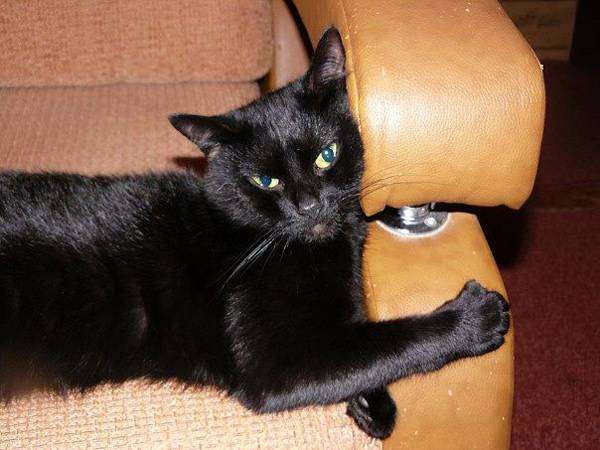 Черная кошка, фото вопросы про кошек фотография