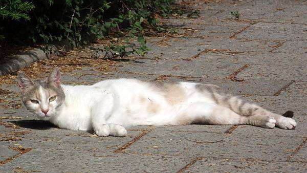 Европейская короткошерстная кошка, фото интересные факты о животных фотография