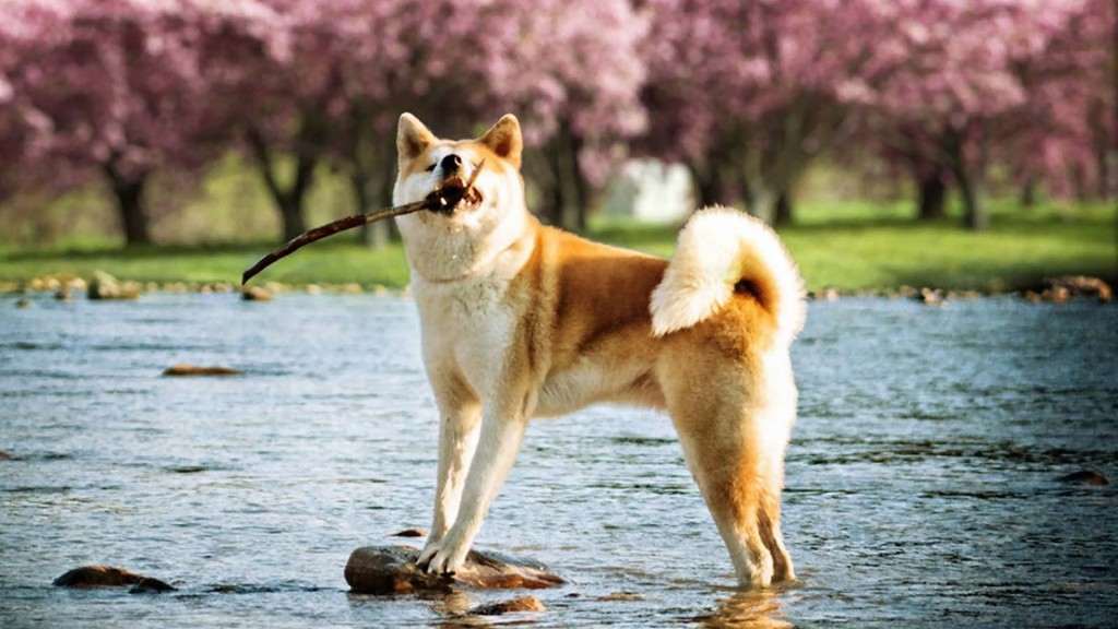 Японская акита играет с палкой, фото породы собак фотография