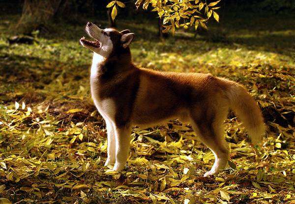 Сибирский хаски, фото вопросы о собаках фотография