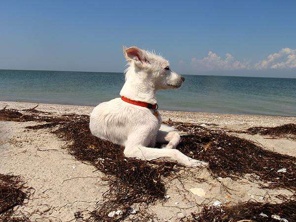 Собака на берегу моря, фото сезонные проблемы у собак фотография