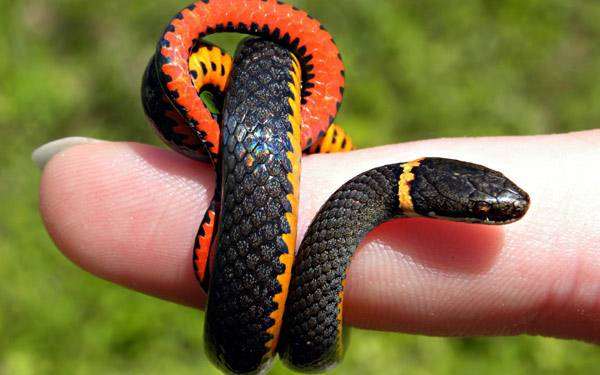 Змея с ярко оранжевым брюшком, фото фотография сказки о животных