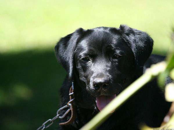 Черная собака, фото фотография животные