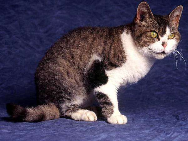 Американская жесткошерстная кошка, фото породы кошек фотография