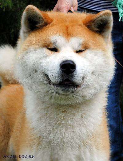 Японская акита, фото породы собак собаки картинка