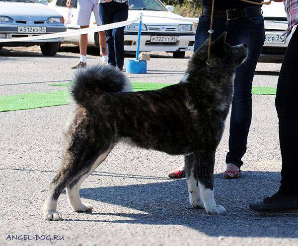 Акита-ину, породы собак фото фотография картинка