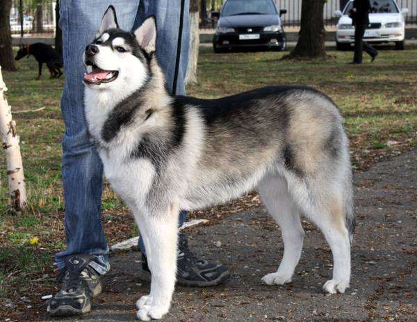 Сибирский хаски, фото породы собак фотография