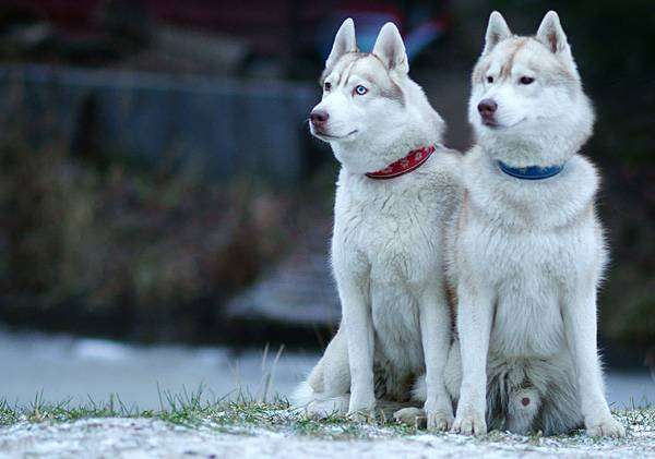 Сибирский хаски, фото породы собак фотография картинка