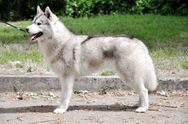 Сибирский хаски, фото породы собак изображение