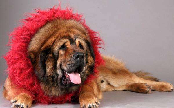 Тибетский мастиф, фото породы собак про собак