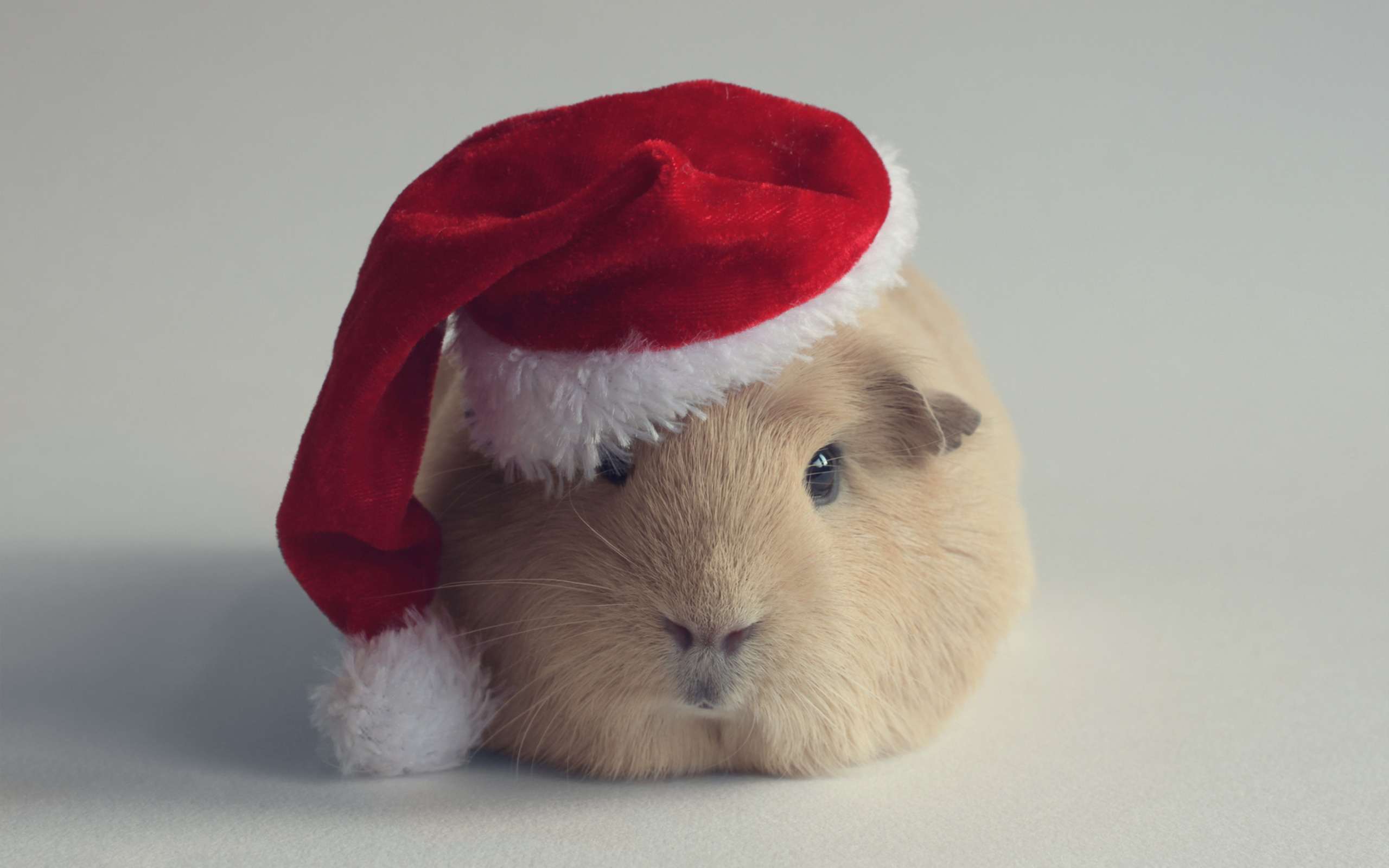 Морска свинка в новогодней шапочке, фото фотография картинка обои