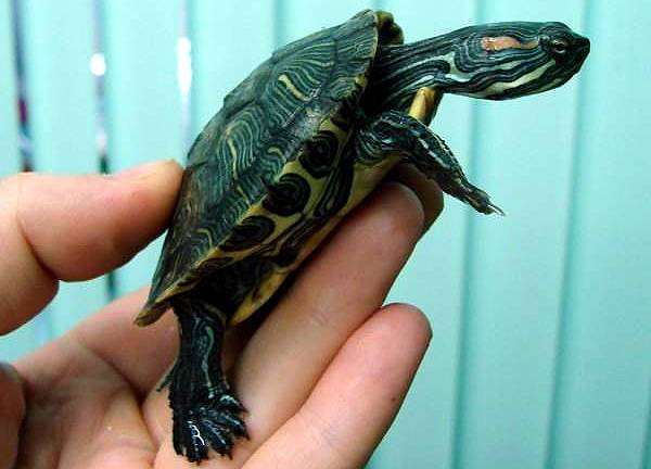 Красноухая черепаха (Trachemys scripta), фото пресноводные черепахи фотография рептилии