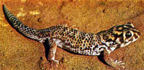 Сцинковый геккон (Teratoscincus scincus), фото пресмыкающиеся ящерицы фотография