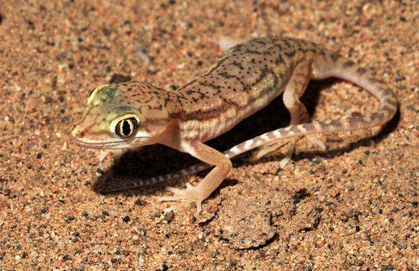 Гребнепалый геккон (Crossobamon eversmanni), фото ящерицы рептилии фотография картинка