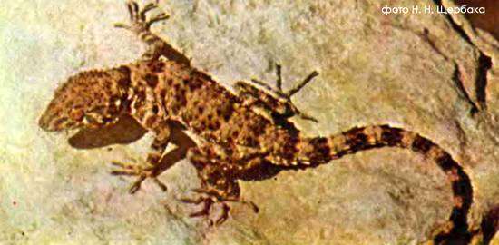 Туркменский геккон (Cyrtopodion turcmenicus), фото рептилии ящерицы фотография картинка