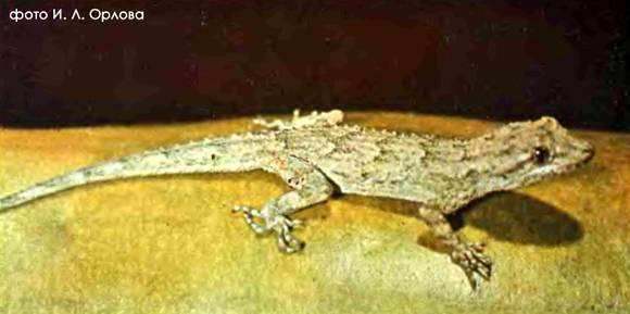 Голопалый геккон Русова (Cyrtopodion russowi), фото рептилии пресмыкающиеся фотография картинка