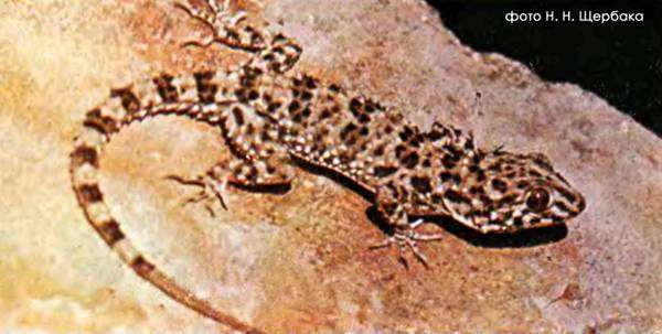 Каспийский геккон (Cyrtopodion caspius), фото ящерицы рептилии фотография