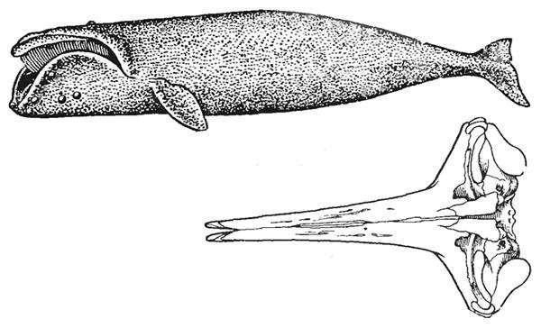 Северный гладкий кит (Eubalaena glacialis) и его череп, черно белый рисунок картинка