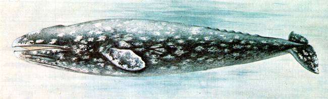 Серый кит (Eschrichtius gibbosus [robustus]), рисунок картинка морские млекопитающие