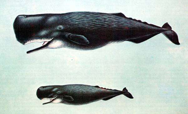 Кашалот (Physeter catodon, Physeter macrocephalus) самец и самка, картинка рисунок морские млекопитающие